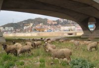 Ovejas pastando en Santa Coloma